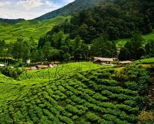 مزارع آغرو ويساتا غونوغ ماس للشاي